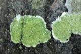 Lecanora albella image
