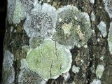 Lecanora albella image