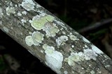 Lecanora albella image