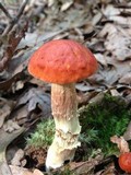 Leccinum longicurvipes image