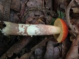 Leccinum longicurvipes image