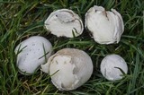 Bovista plumbea image