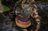 Fomitopsis mounceae image