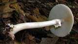 Amanita brunnescens image