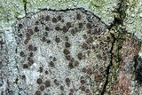 Lecanora hybocarpa image