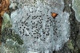 Lecanora hybocarpa image