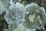 Lecanora hybocarpa image