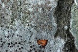 Lecanora hybocarpa image