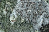 Lecanora hybocarpa image