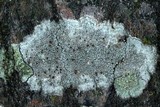 Lecanora hybocarpa image