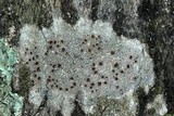 Lecanora hybocarpa image