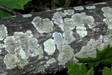 Lecanora hybocarpa image