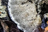 Phellodon niger image