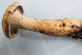 Sarcodon underwoodii image
