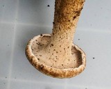 Sarcodon underwoodii image