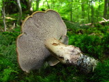 Sarcodon scabrosus image