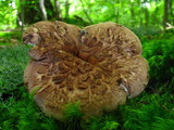 Sarcodon scabrosus image