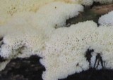 Postia tephroleuca image