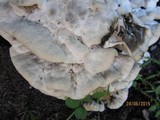 Postia tephroleuca image