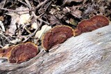 Phellinus gilvus image
