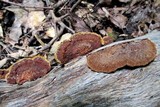 Phellinus gilvus image