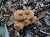 Cortinarius distans image