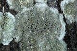 Lecanora subrugosa image