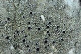 Lecanora subrugosa image