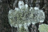 Lecanora subrugosa image