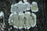 Lecanora subrugosa image