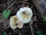 Russula clavipes image