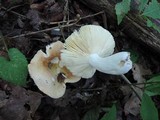 Russula clavipes image