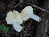 Russula clavipes image