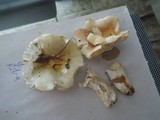 Russula clavipes image