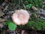 Lactarius vinaceorufescens image