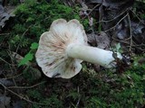 Lactarius vinaceorufescens image