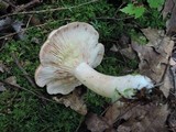 Lactarius vinaceorufescens image