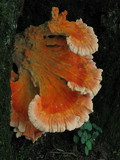 Laetiporus cincinnatus image