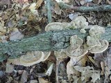 Trametes ochracea image