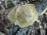 Trametes ochracea image