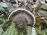 Fomitopsis ochracea image
