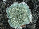 Lecanora symmicta image