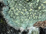 Lecanora symmicta image