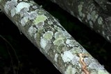 Lecanora symmicta image