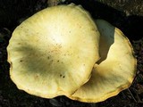 Lentinus levis image