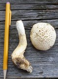 Amanita ravenelii image