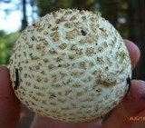 Amanita ravenelii image