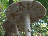 Amanita rhopalopus image