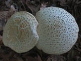 Amanita rhopalopus image