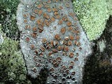 Lecanora hybocarpa image